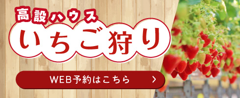 高設いちご狩り予約